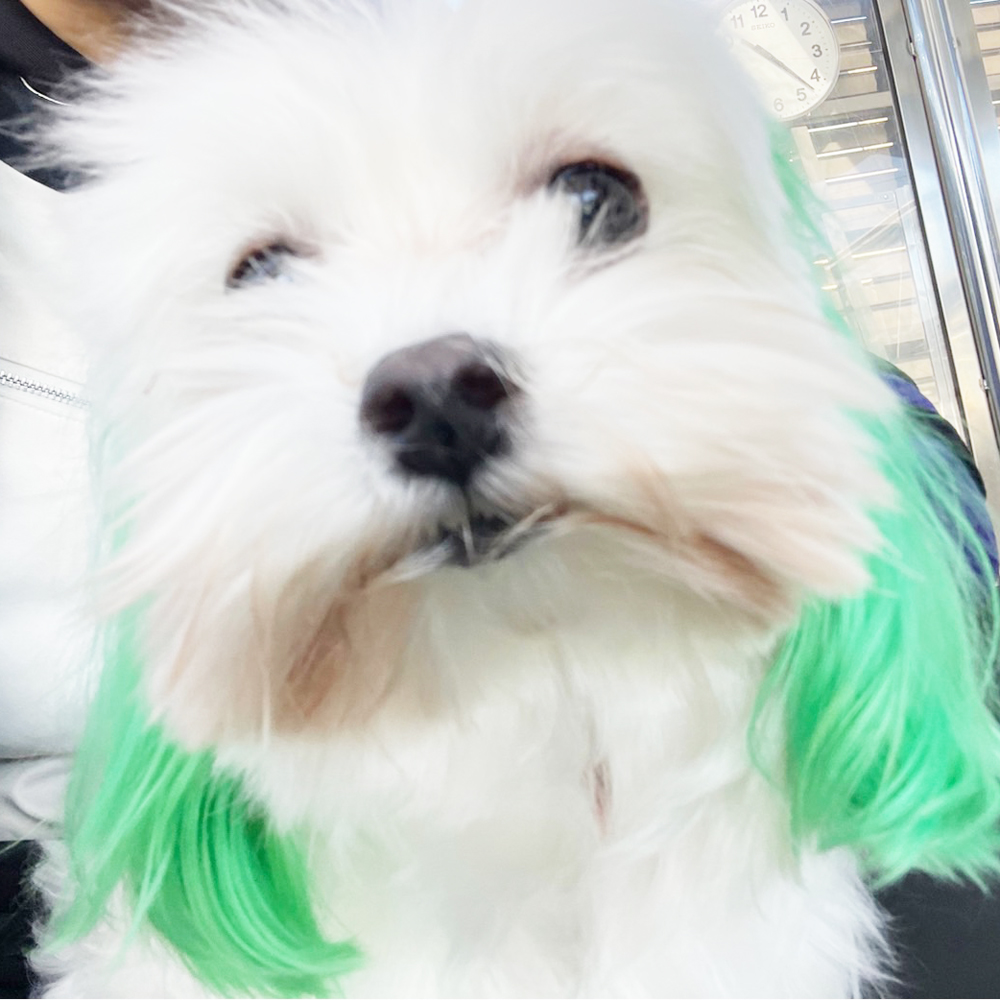 生徒が撮影したモデル犬！ＰＡＲＴ①
